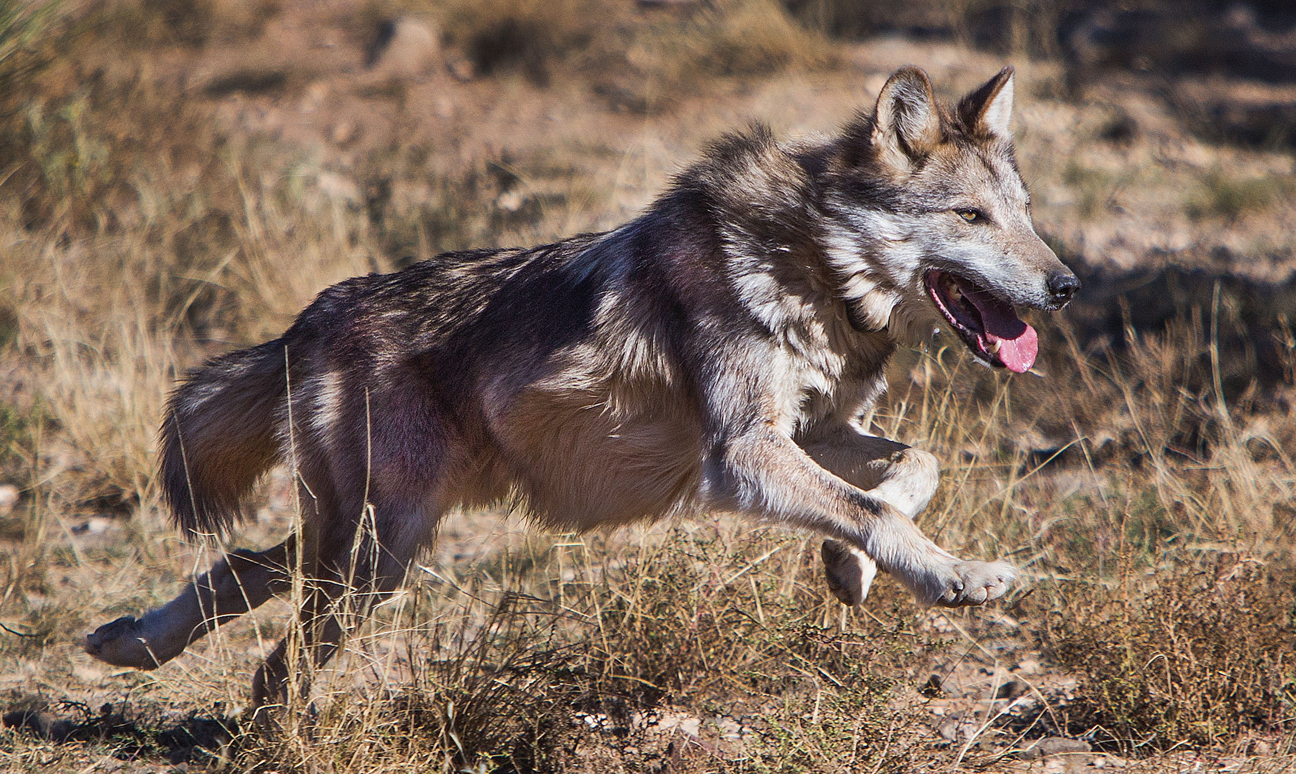 Mexican wolf at Sevilleta wolf management facility FWS.gov